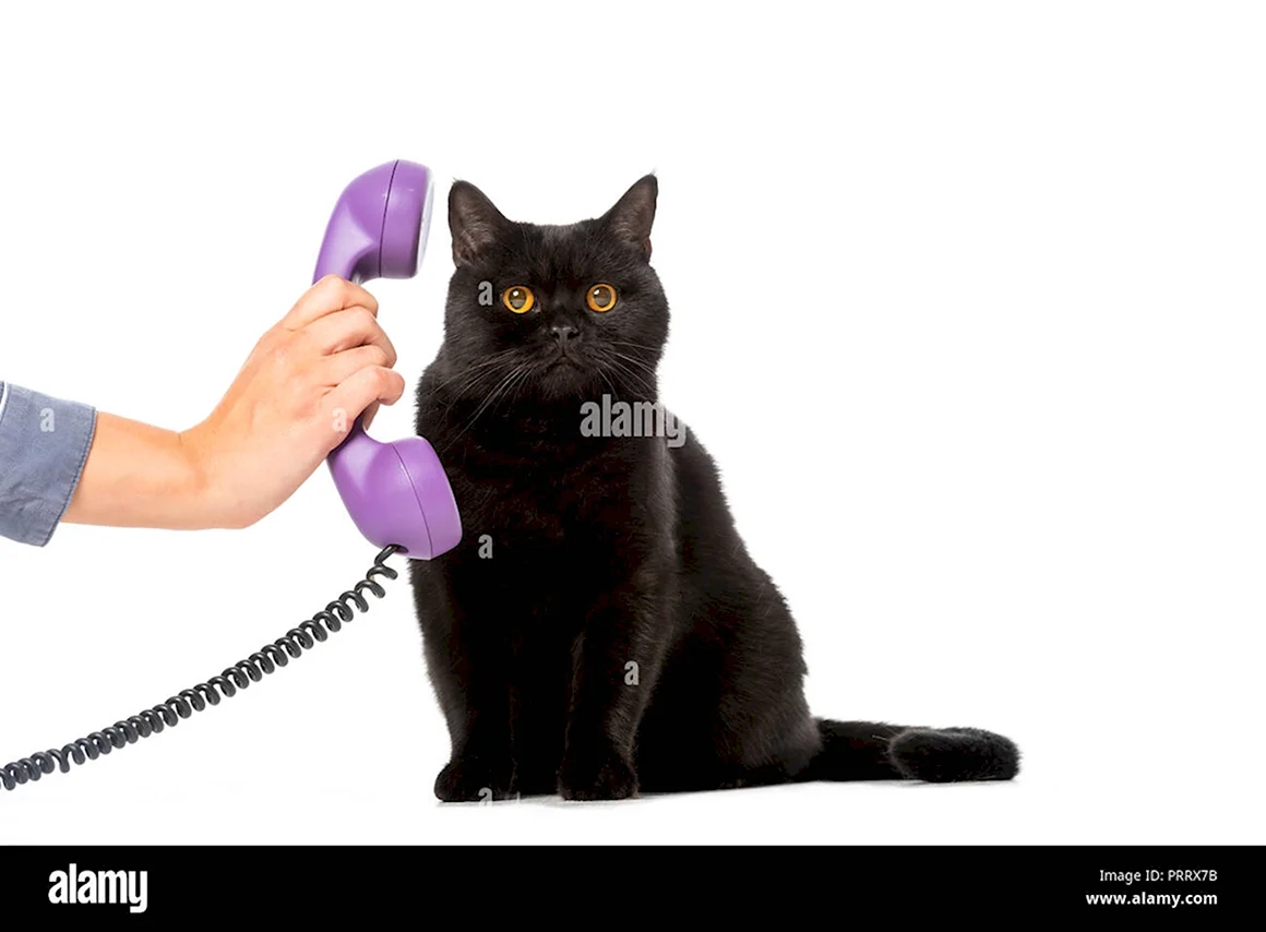 Кошка с телефонной трубкой