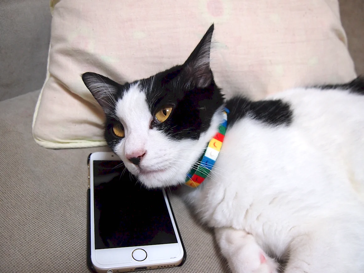 Кошка с телефоном