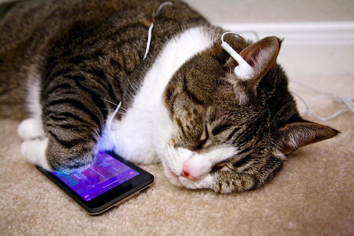 Кошка с телефоном