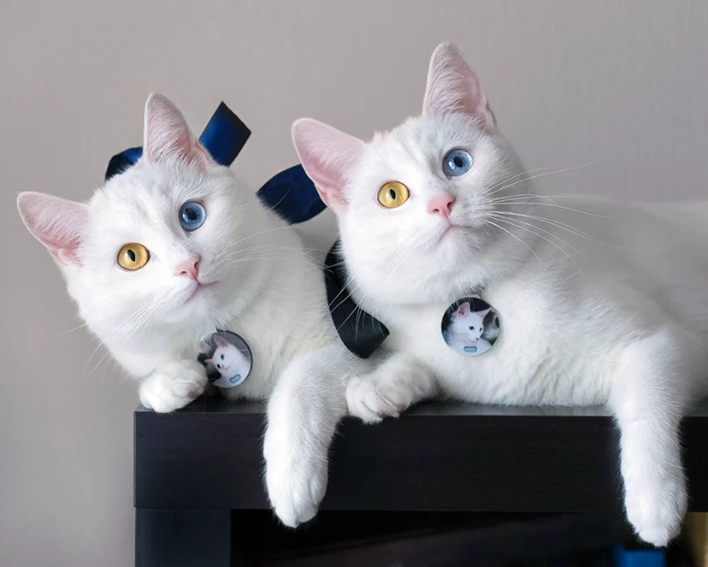Кошки Близнецы Айрис и Абис