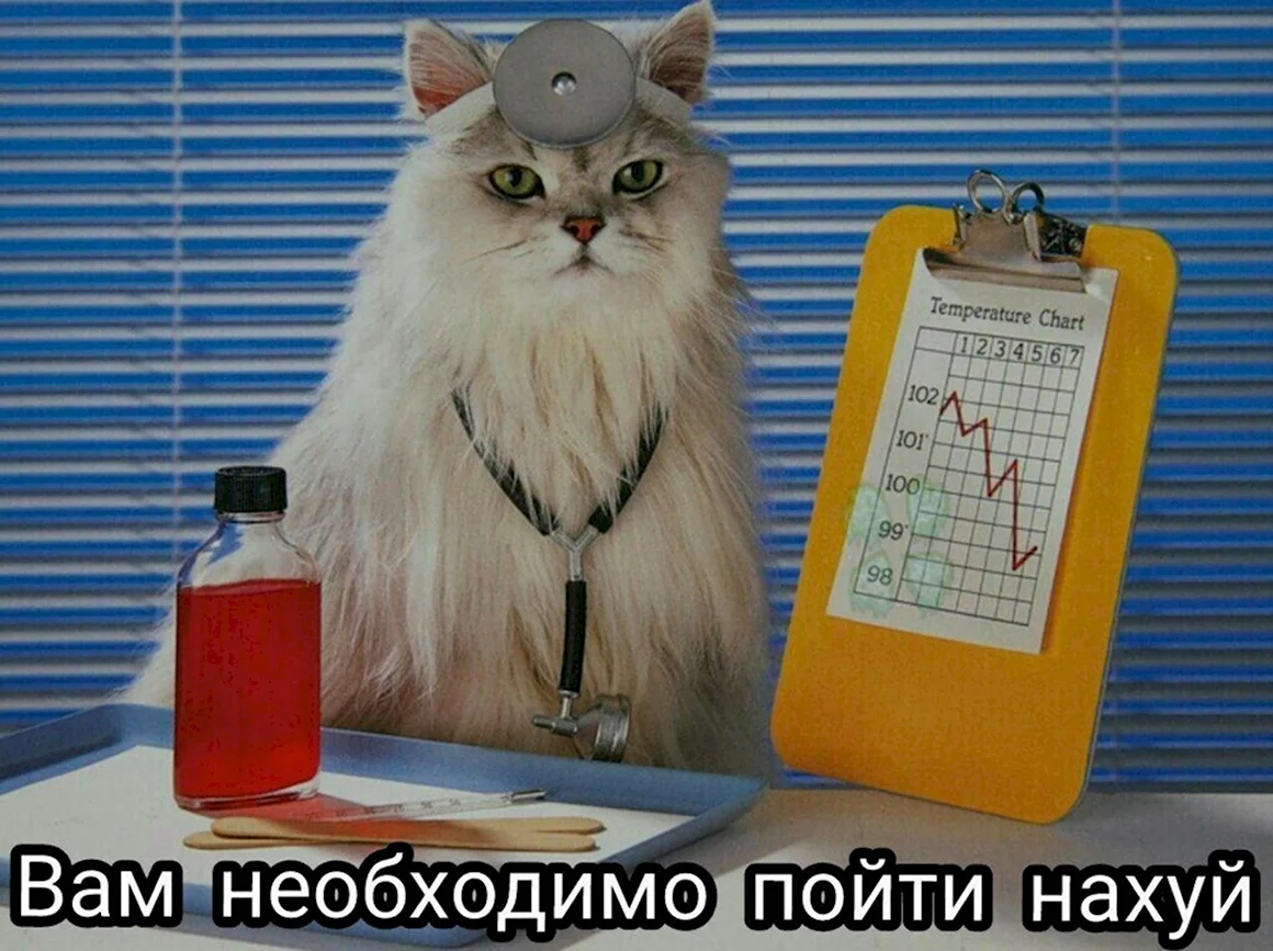 Кошки лекари