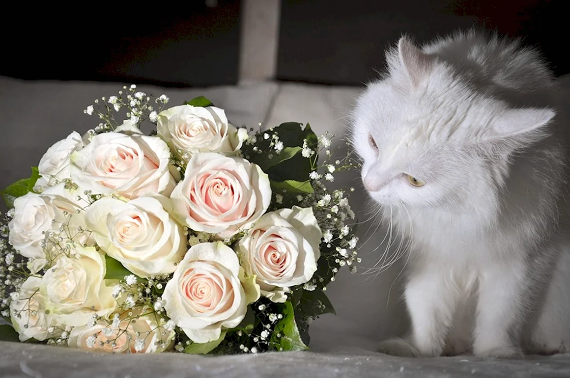 Кошки с розами