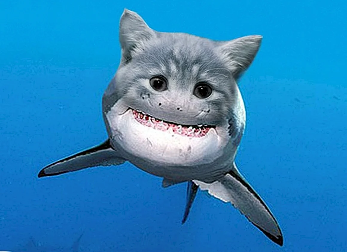 Кот акула