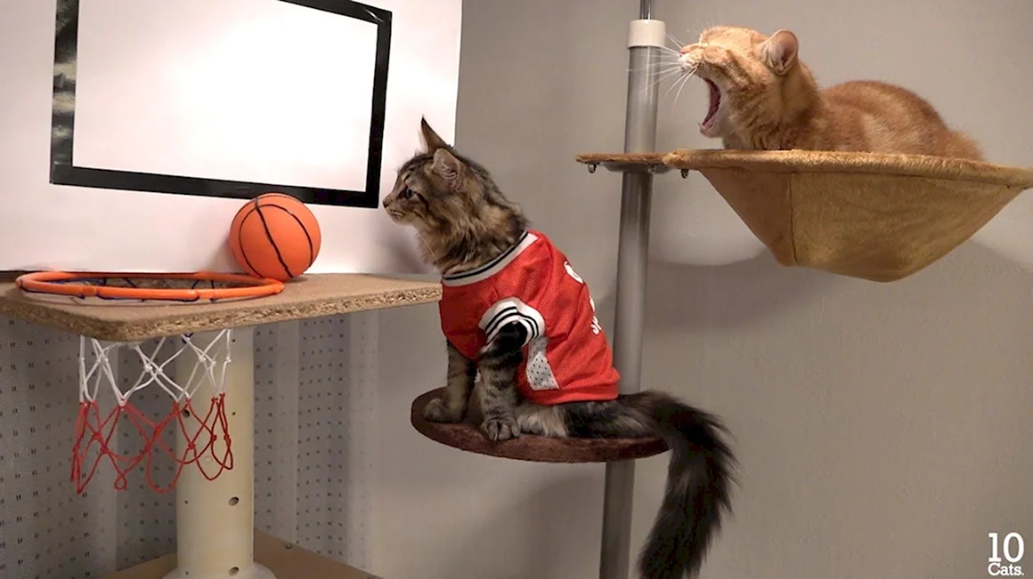 Кот баскетболист