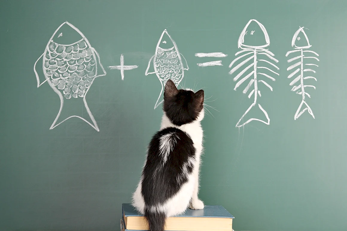 Кот и математика