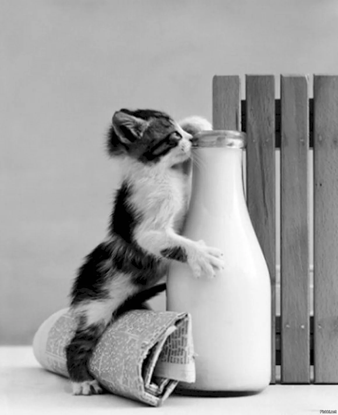Кот и молоко