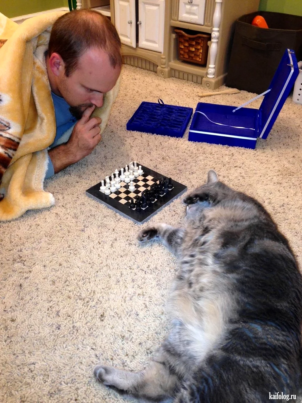 Кот и шахматы