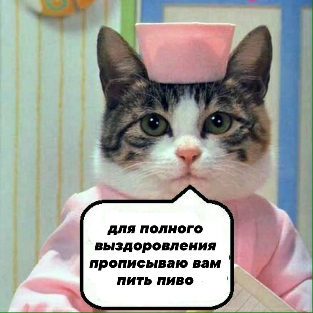 Кот медсестра