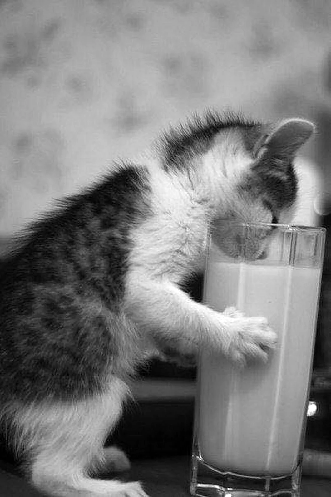 Кот пьет молоко