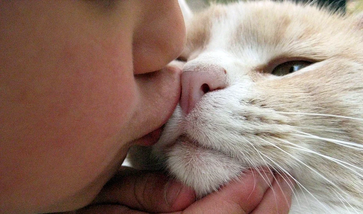 Кот поцелуй