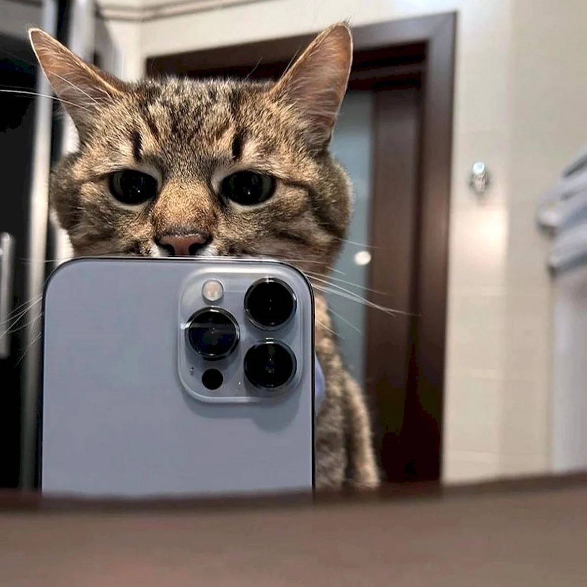 Кот с айфоном