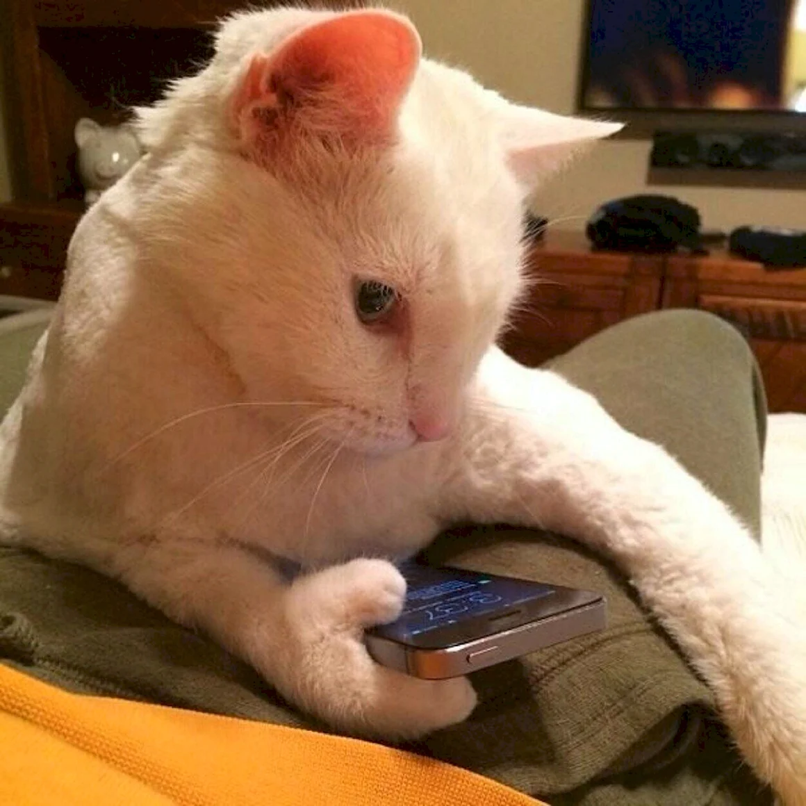 Кот с мобильником