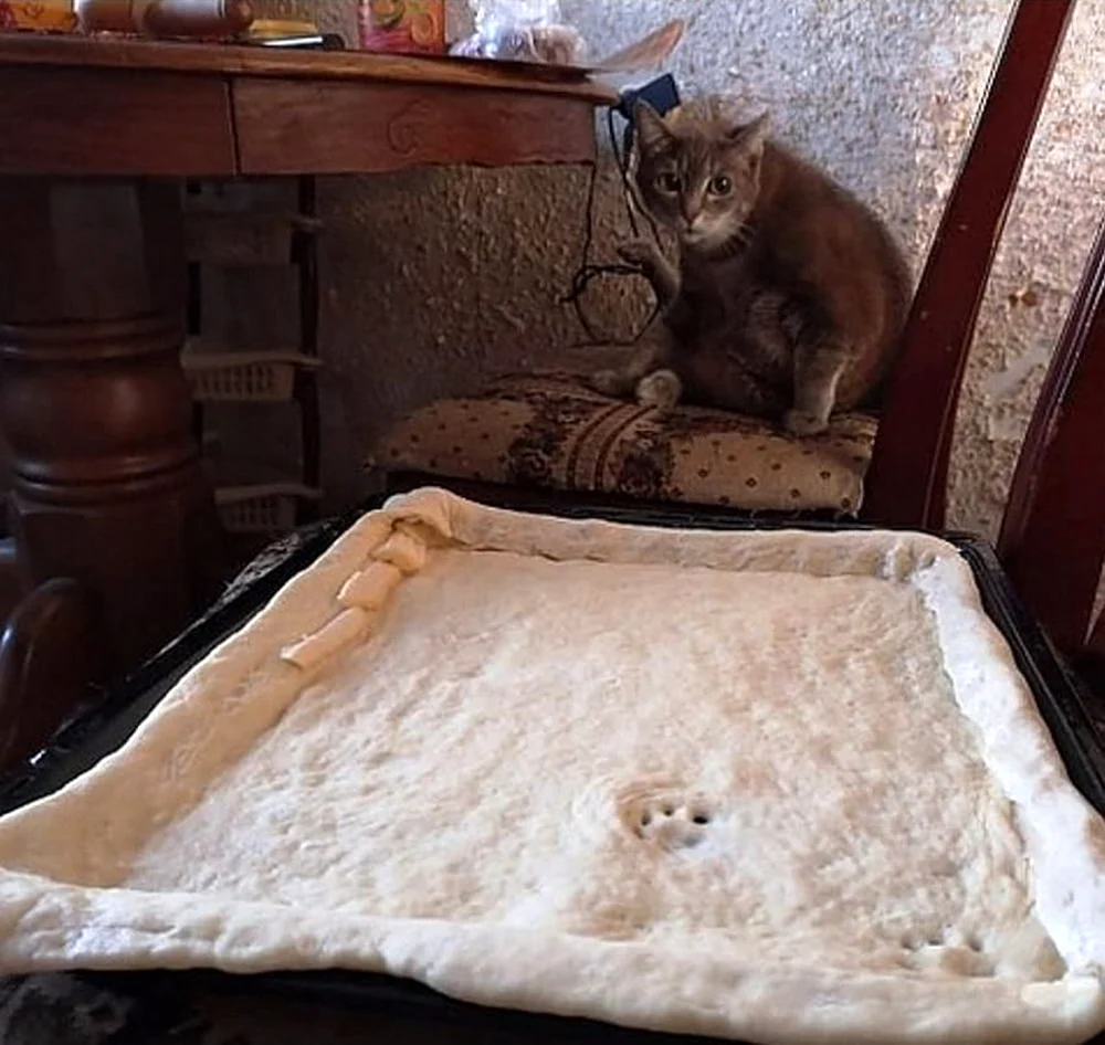 Кот с пирогом