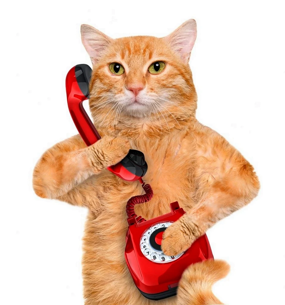 Кот с телефонной трубкой