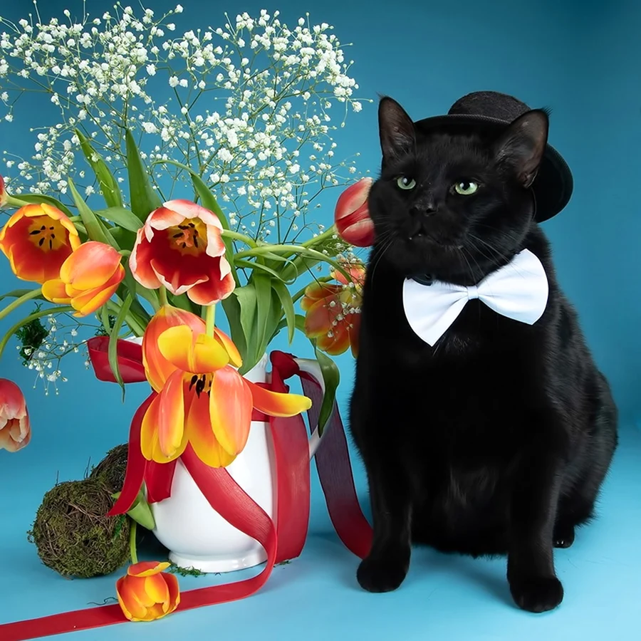 Кот с тюльпанами