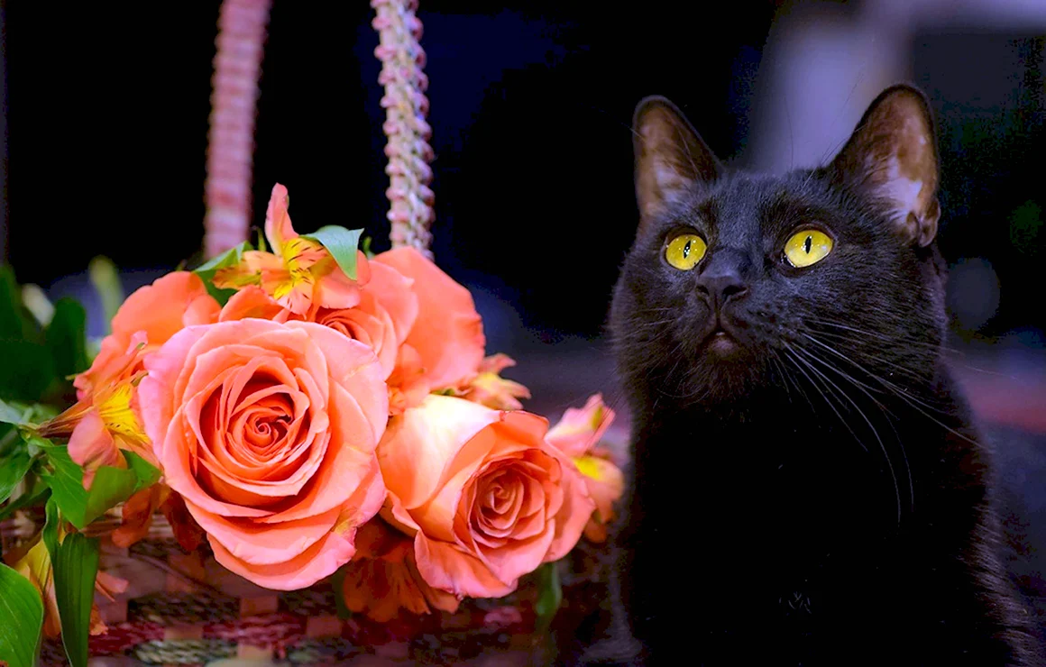 Кот с цветами