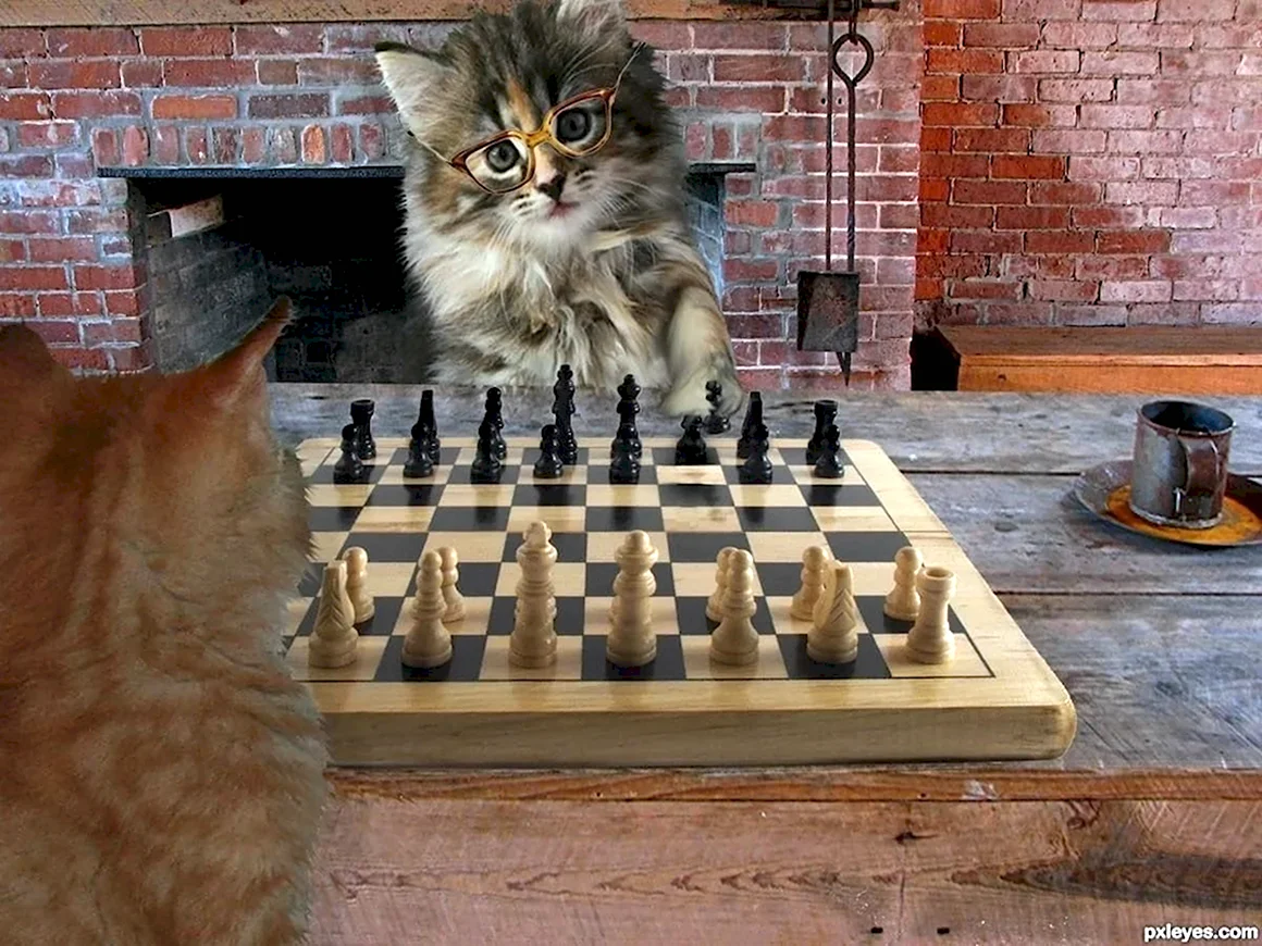 Кот шахматист