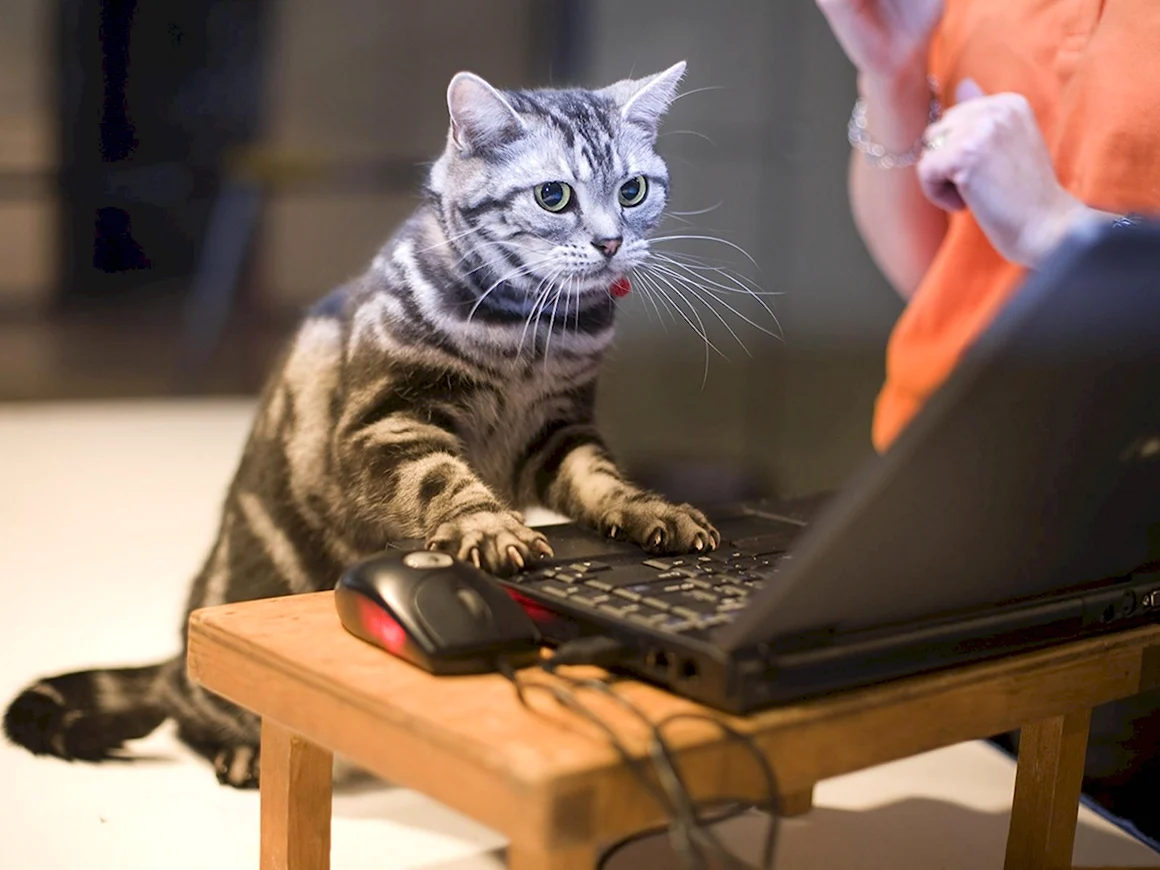 Кот сидит за компьютером