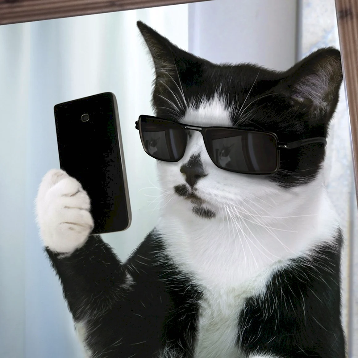 Кот со смартфоном