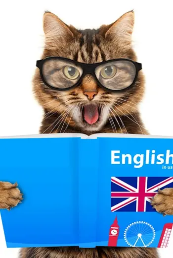 Кот учит английский