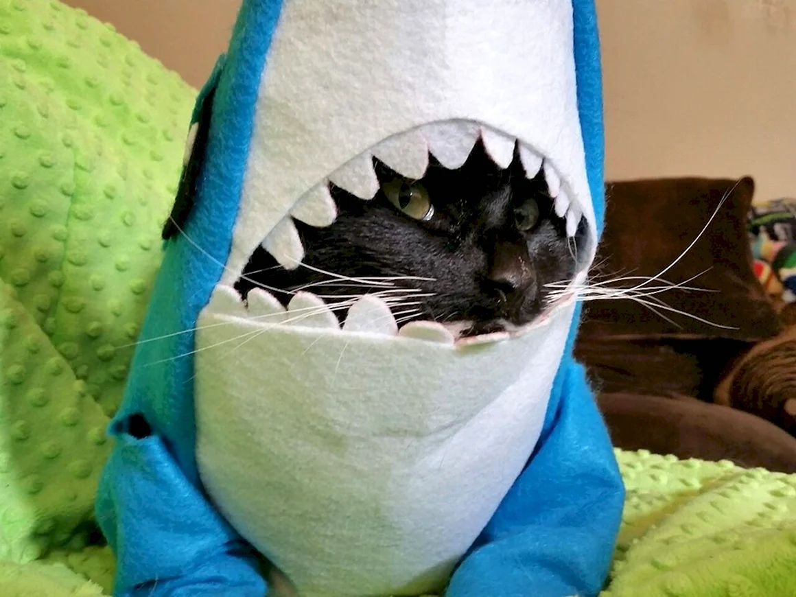 Кот в костюме акулы