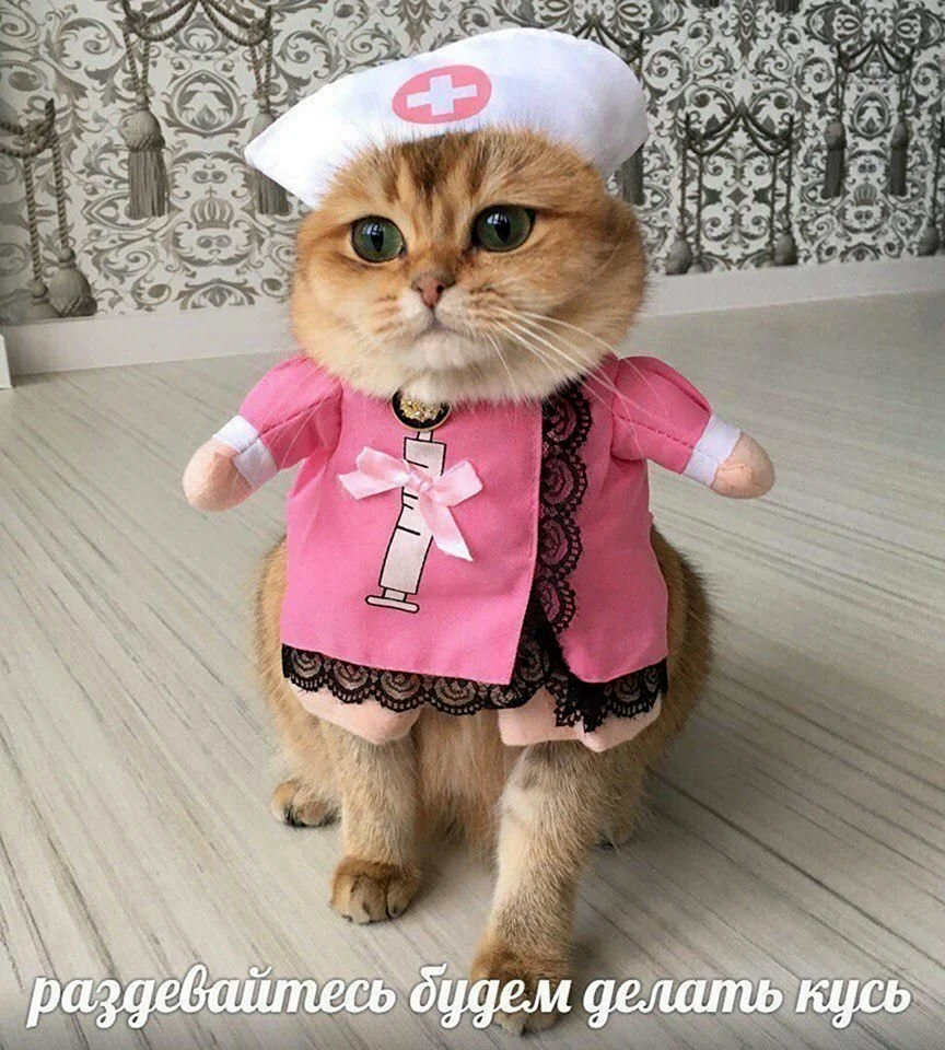 Кот в костюме медсестры