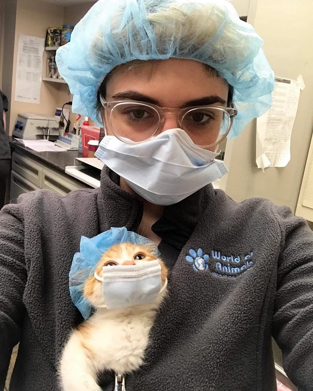 Кот в медицинской маске