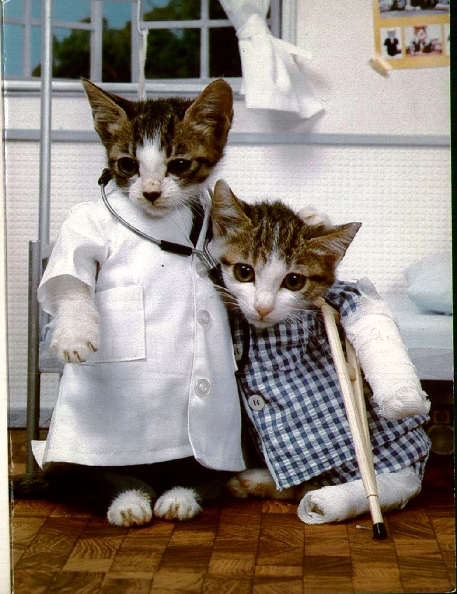 Кот в медицинской одежде