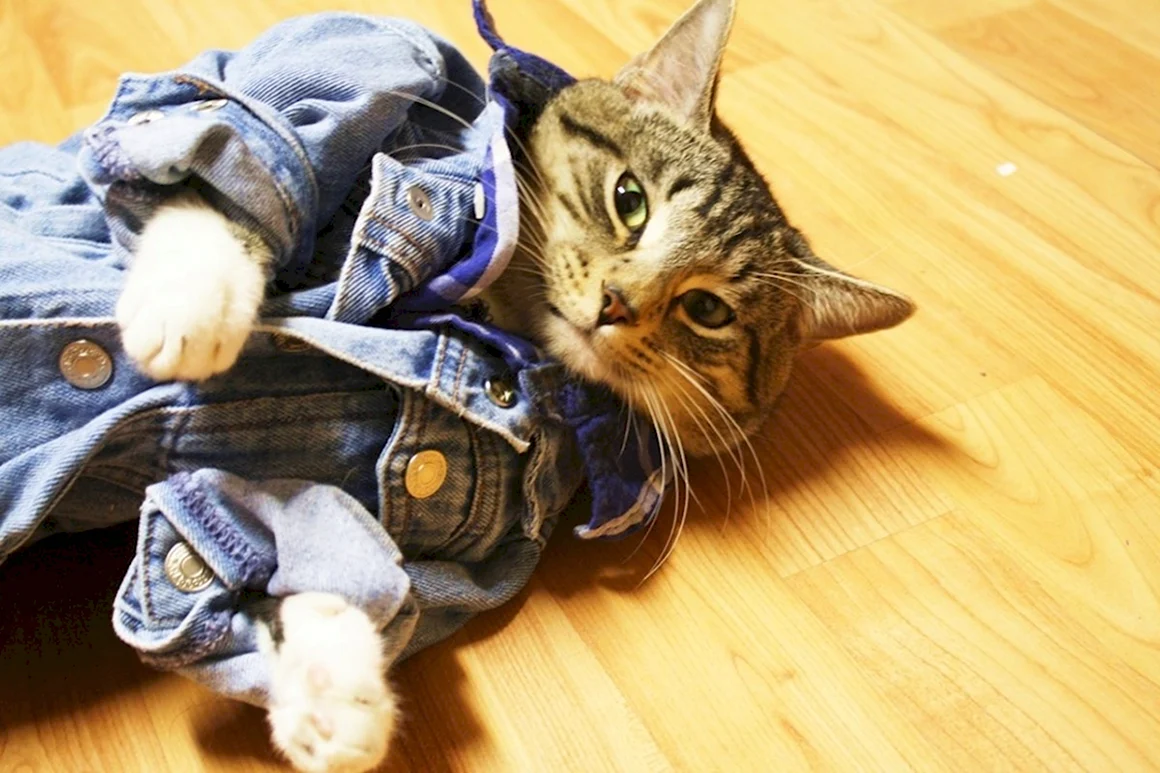 Кот в одежде
