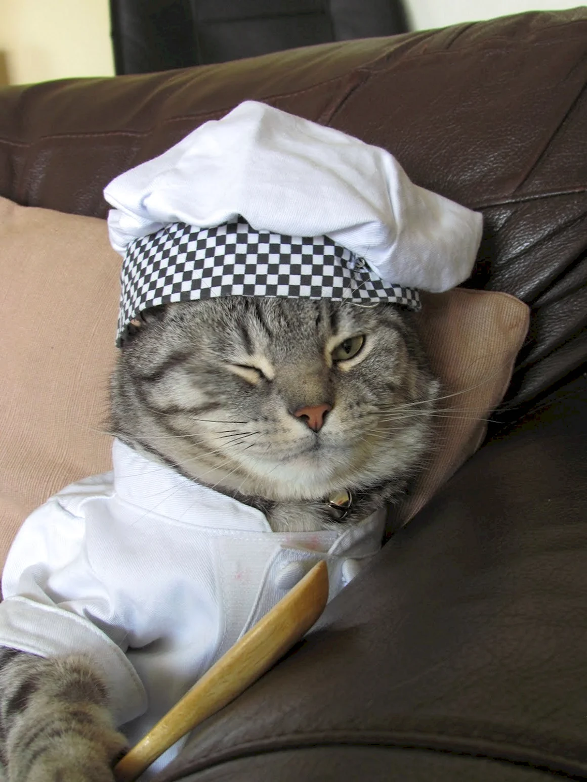 Кот в шапке повара