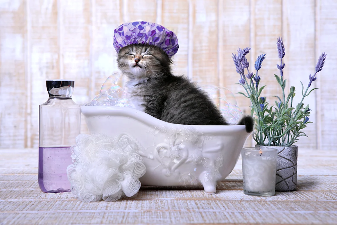 Кот в ванне в шапочке
