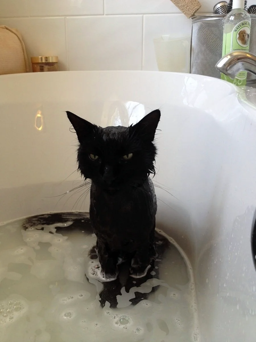 Кот в ванной