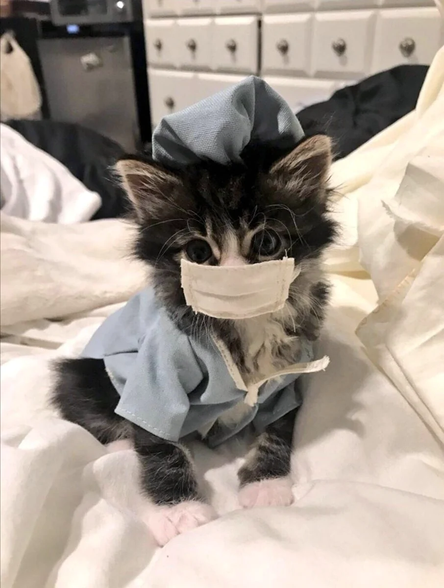 Кот врач
