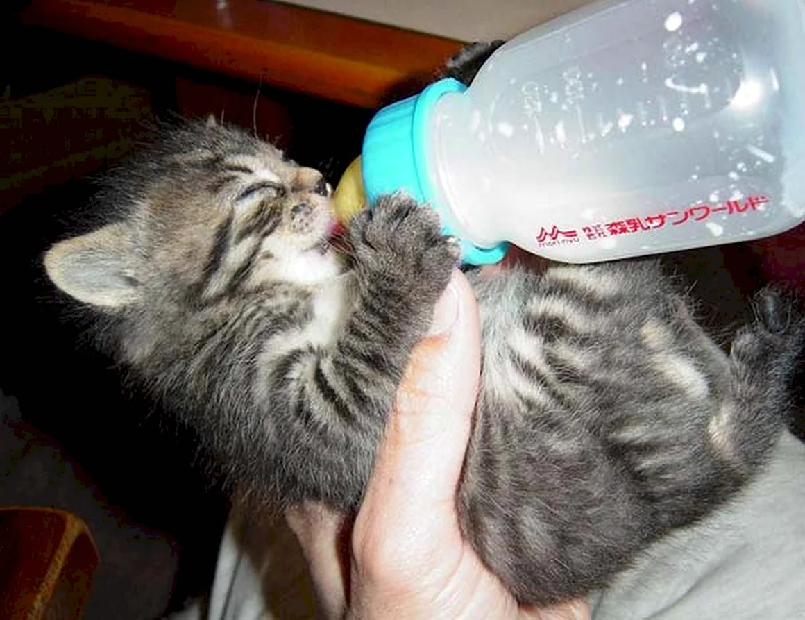 Котенок пьет из бутылочки