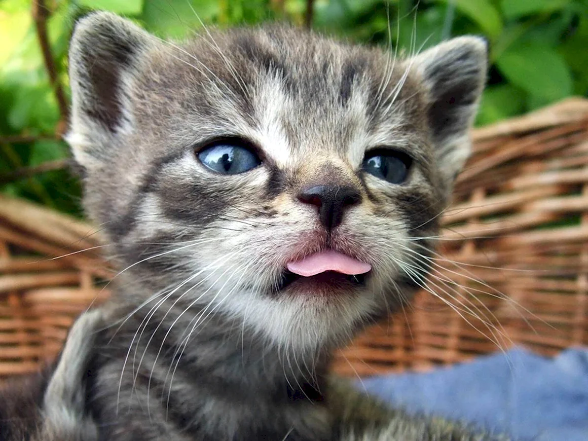 Котенок с языком