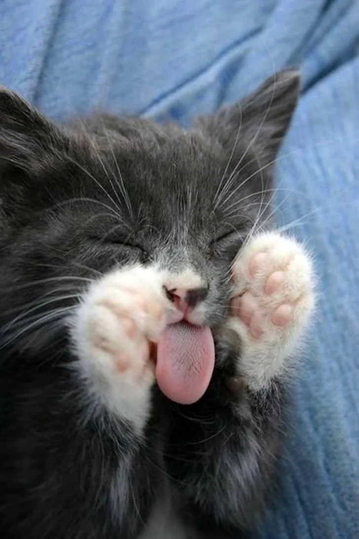 Котенок с языком