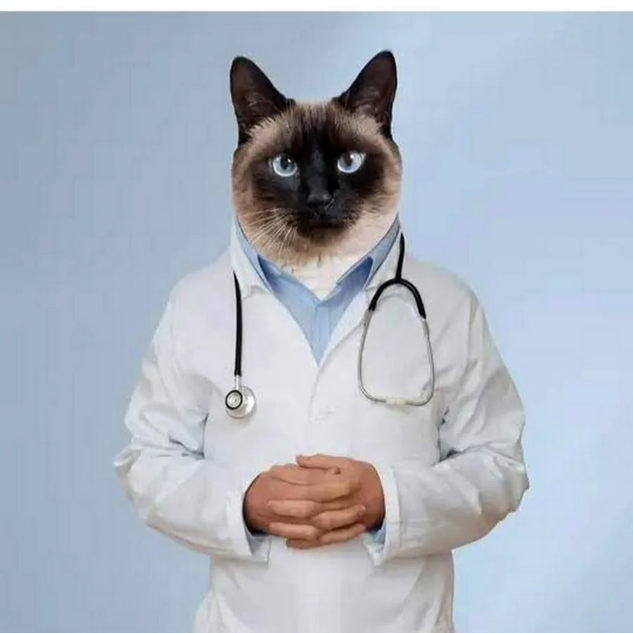 Котик медик