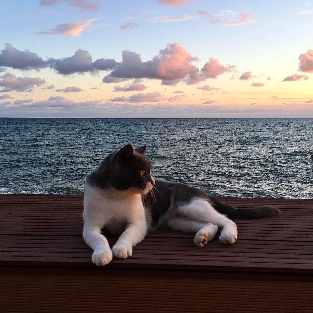 Котик на море
