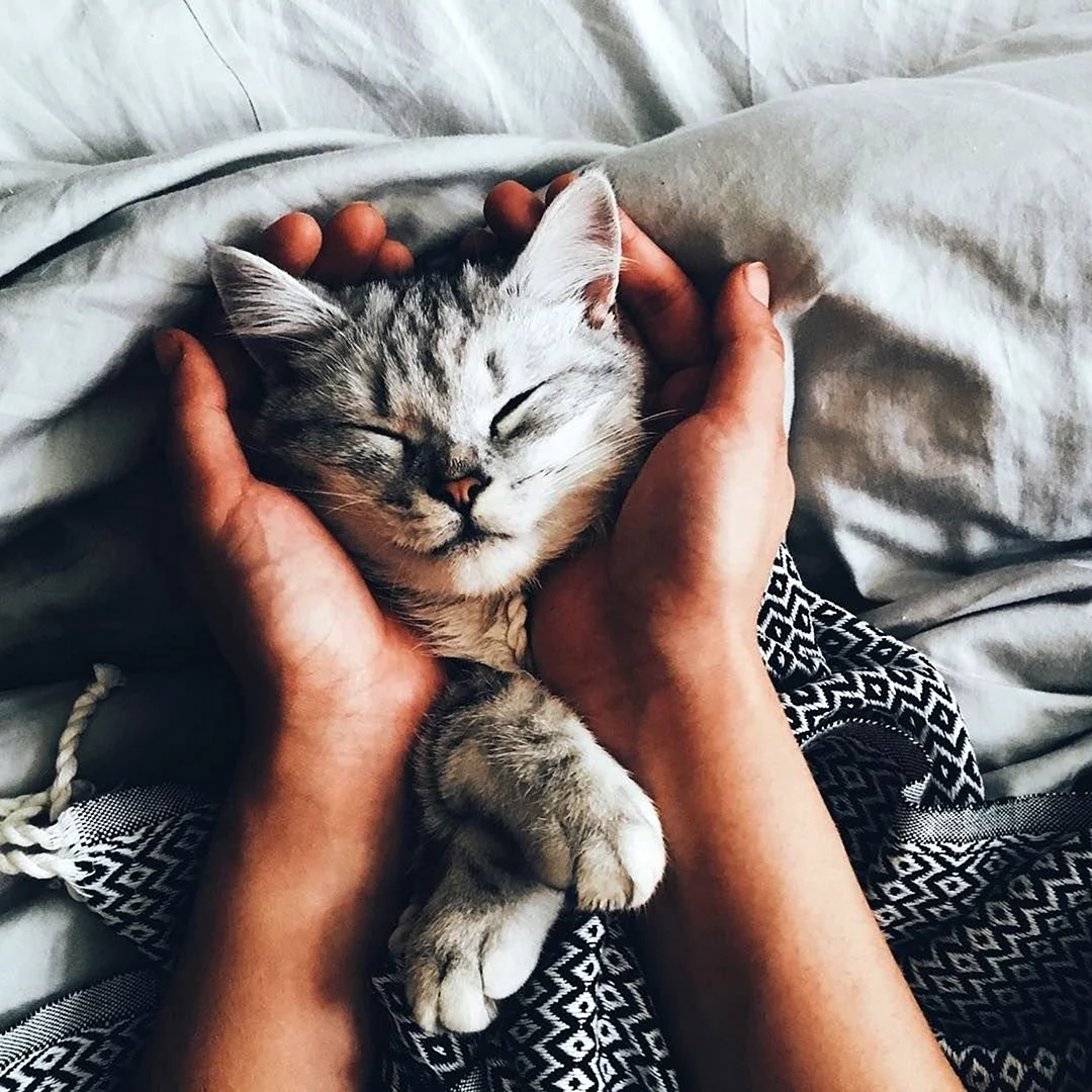 Котик на руках