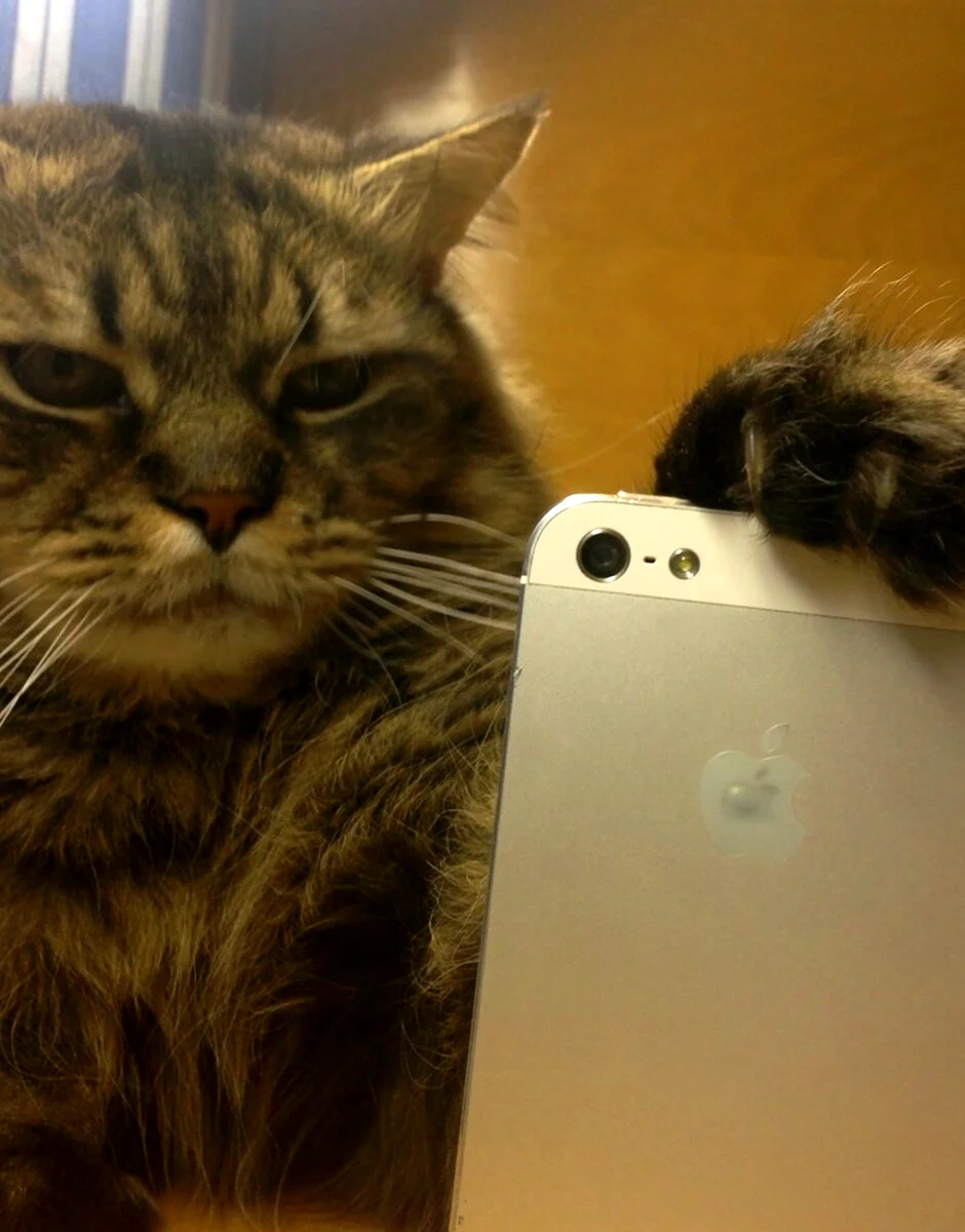 Котик с айфоном