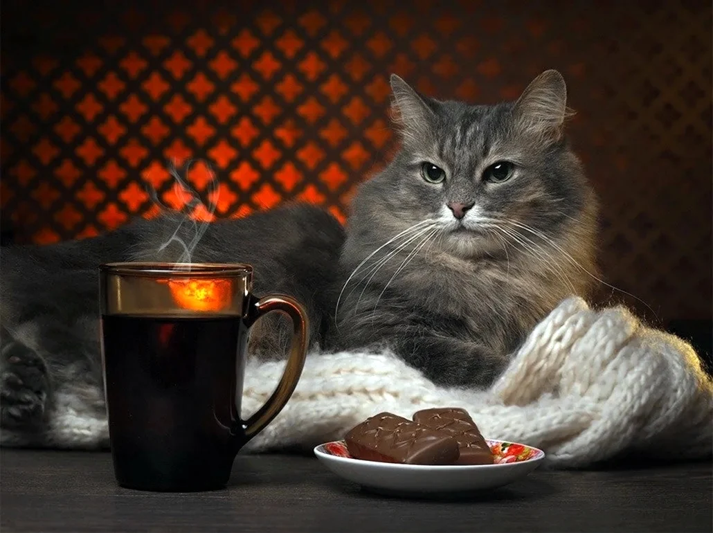 Котик с чаем