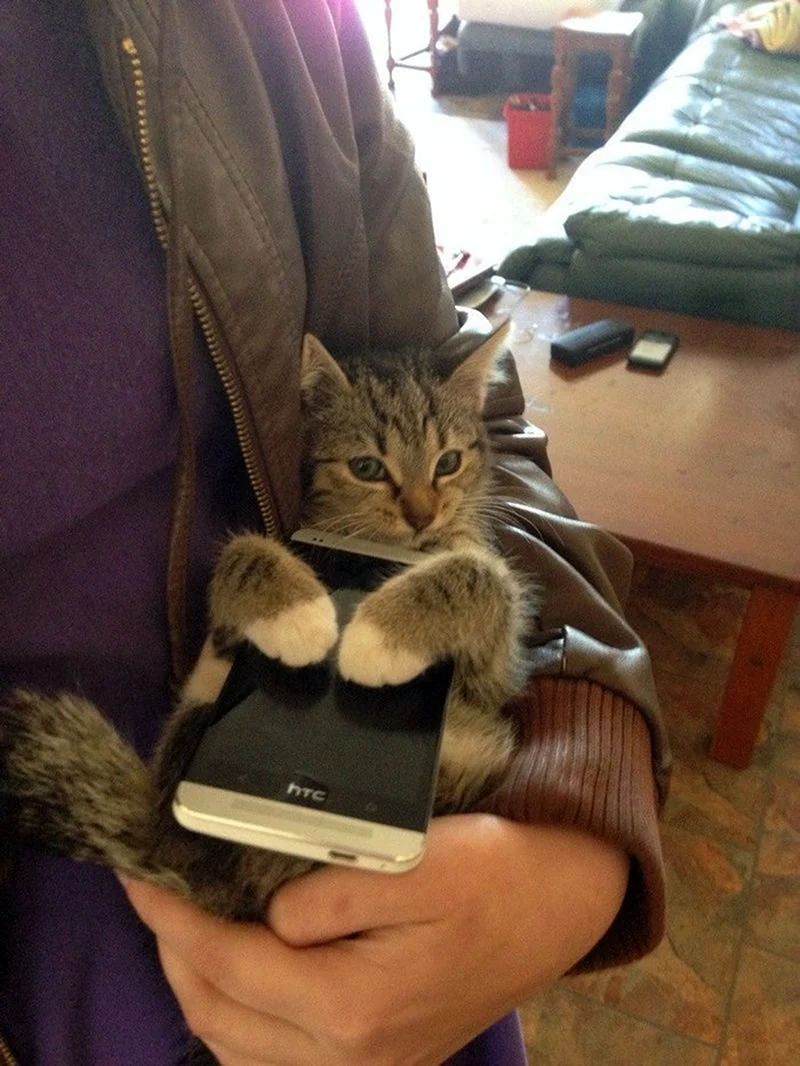 Котик с телефоном