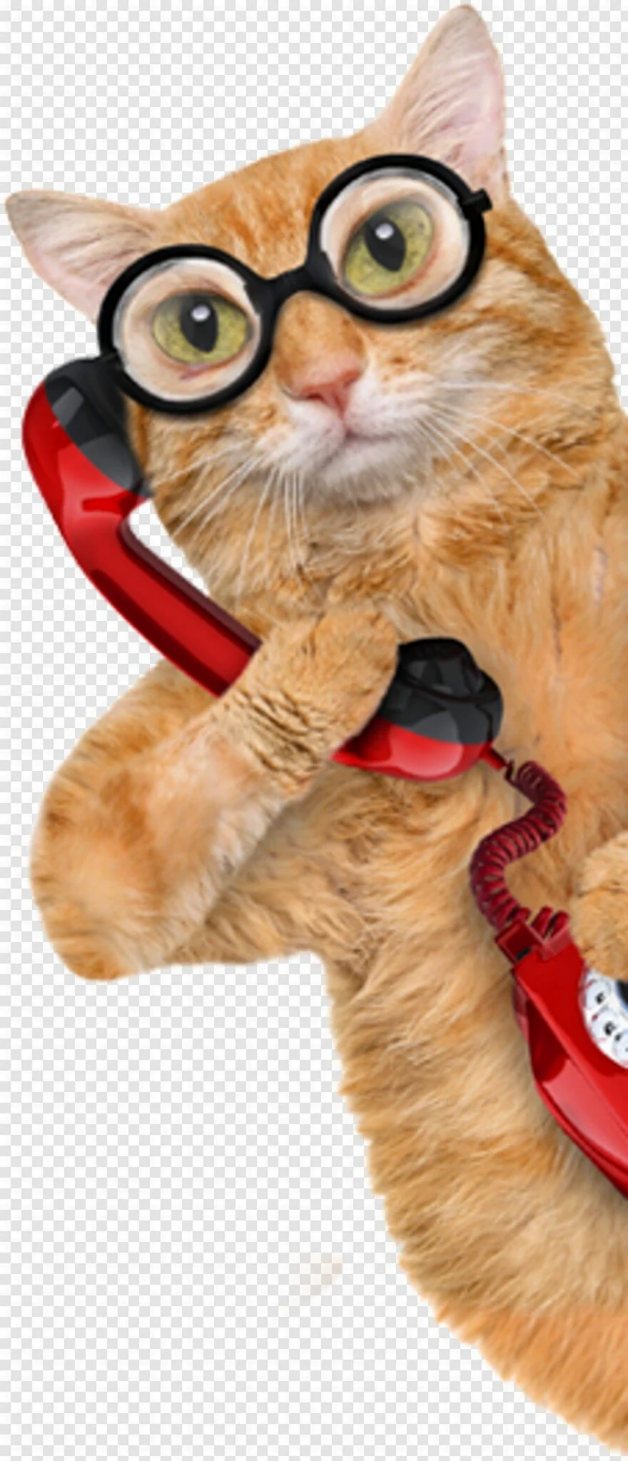 Котик с телефоном