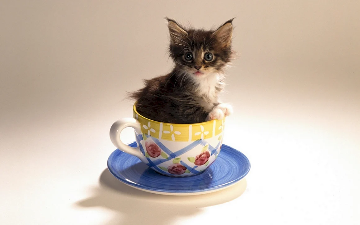 Котик в чашке