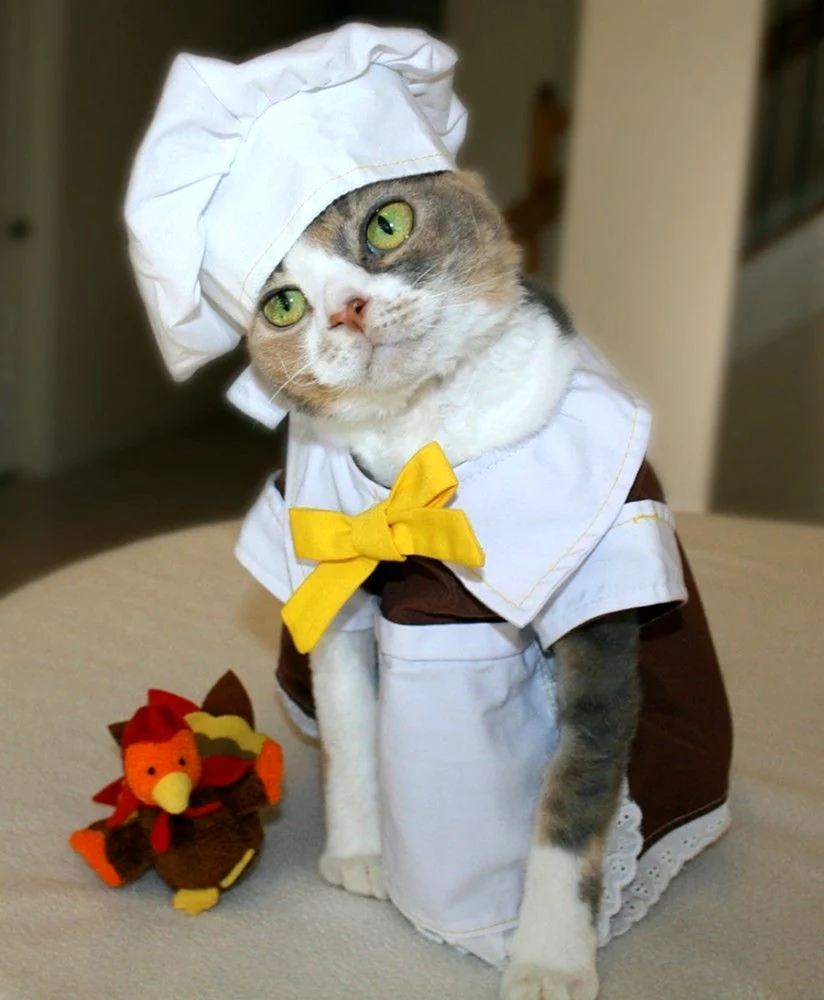 Котик в костюме повара