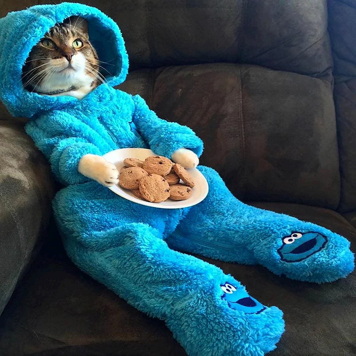 Котик в пижаме