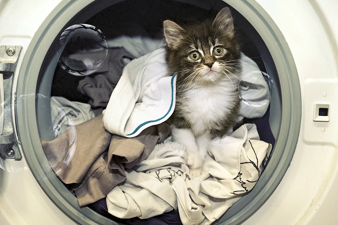 Котик в стиральной машине