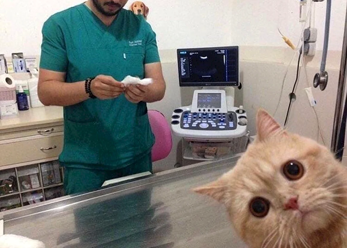 Коты у ветеринара