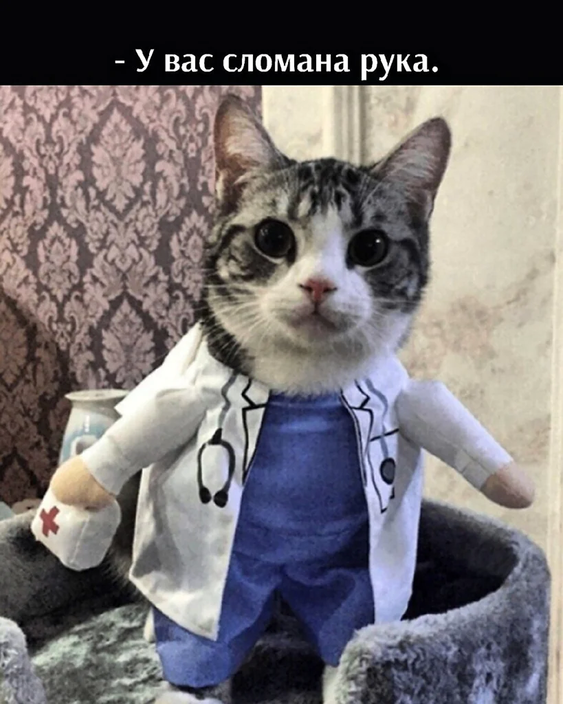 Коты в медицинской одежде