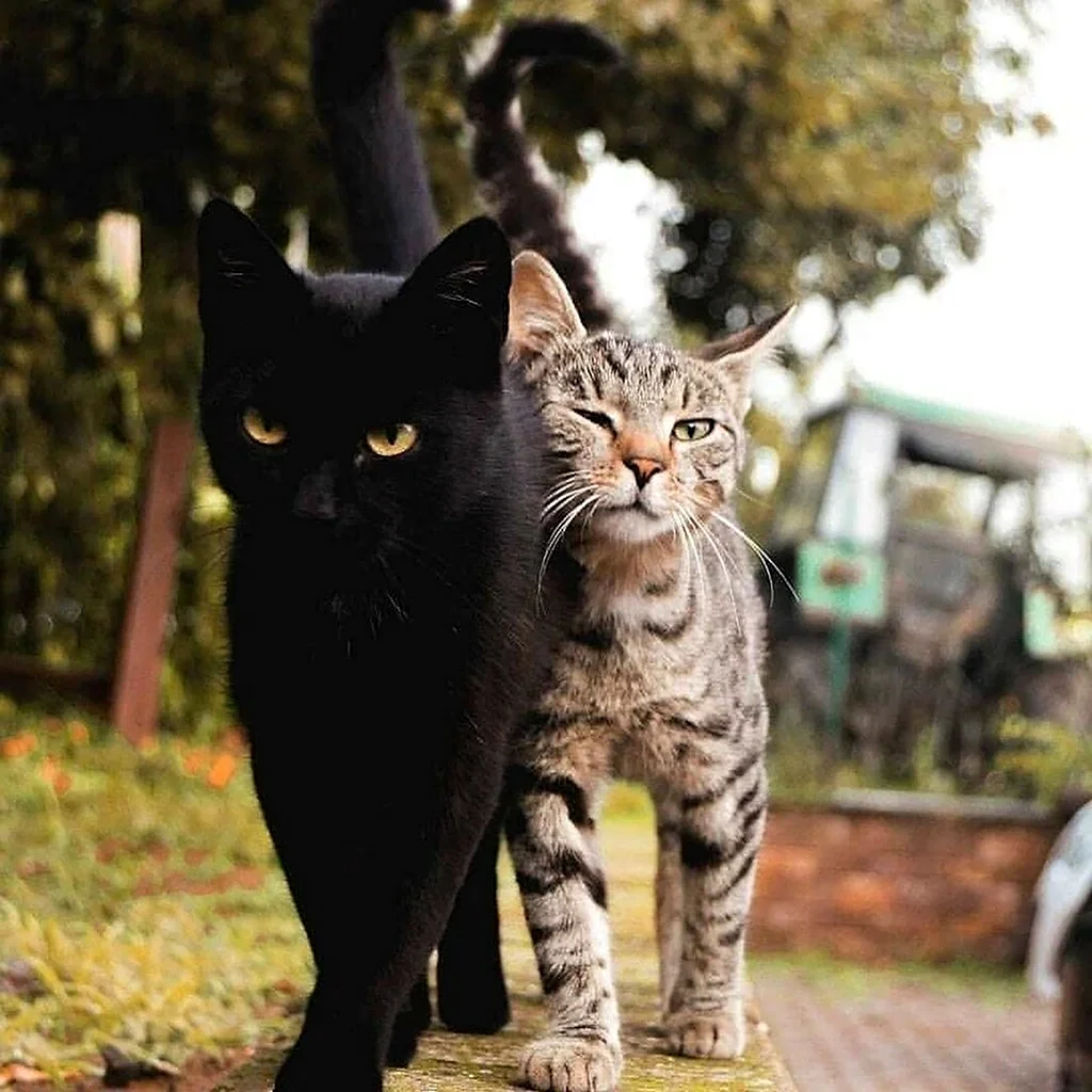 Коты вместе